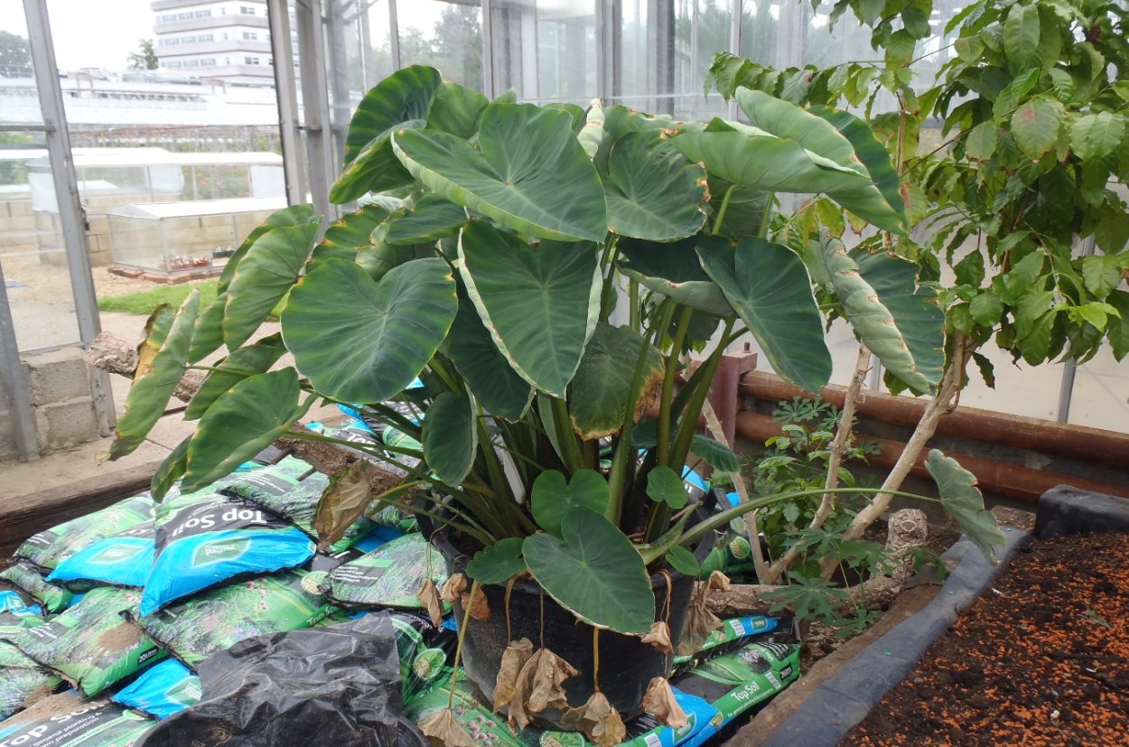 Алоказия Блэк коралл