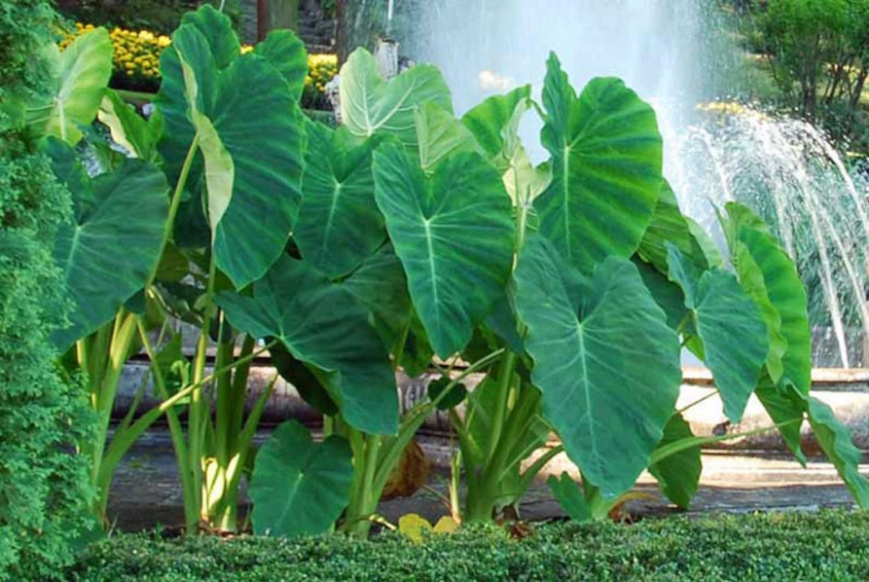 Колоказия (Colocasia)