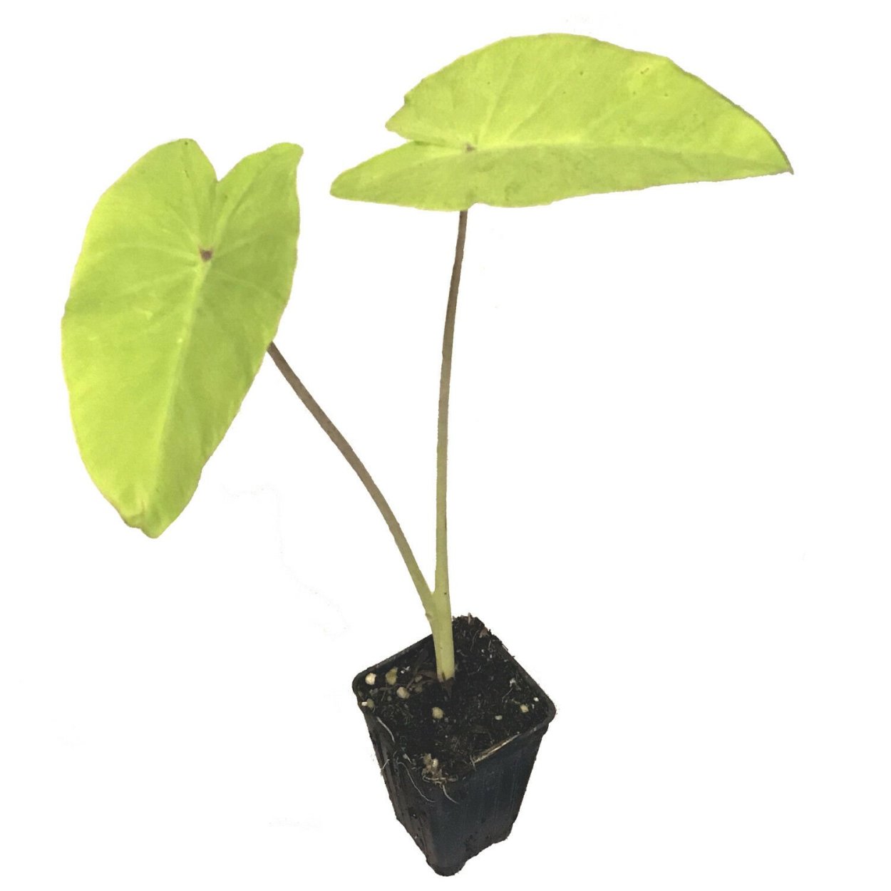 Колоказия Слоновье ухо