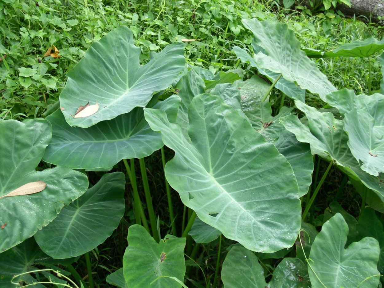 Colocasia esculenta 11/13 (40) колоказия