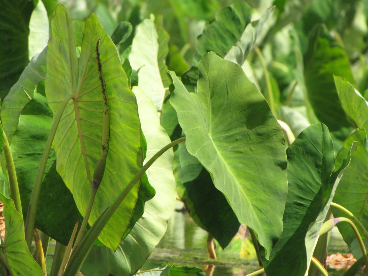 Колоказия съедобная