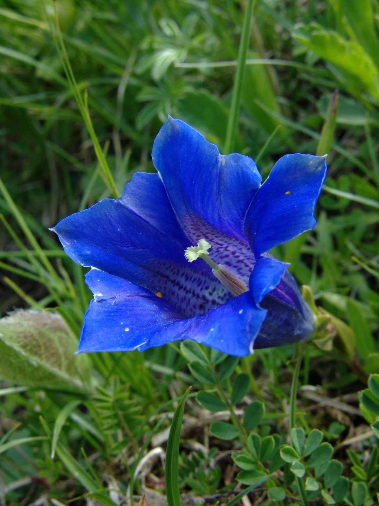 Gentiana clusii