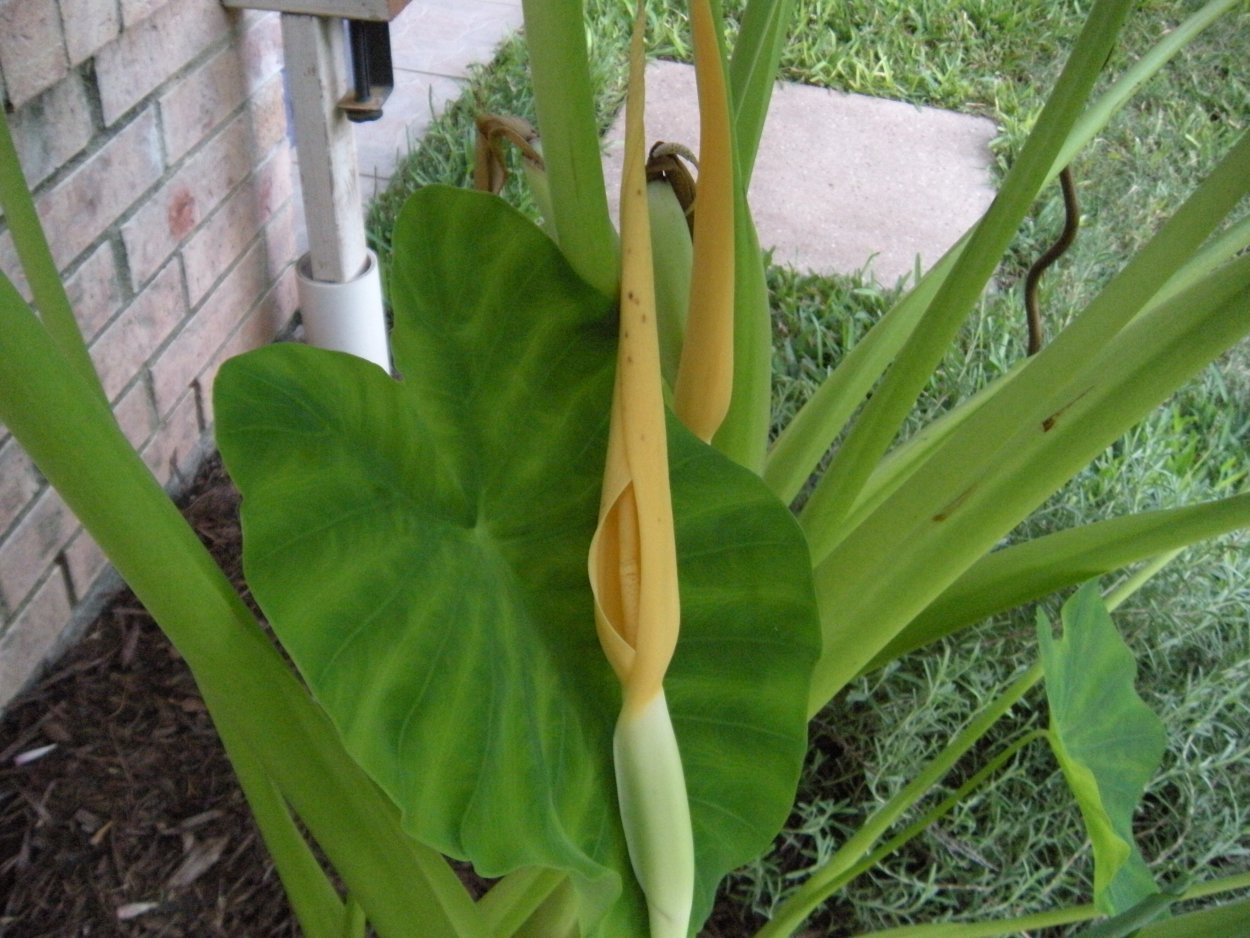 Алоказия Грин гигант