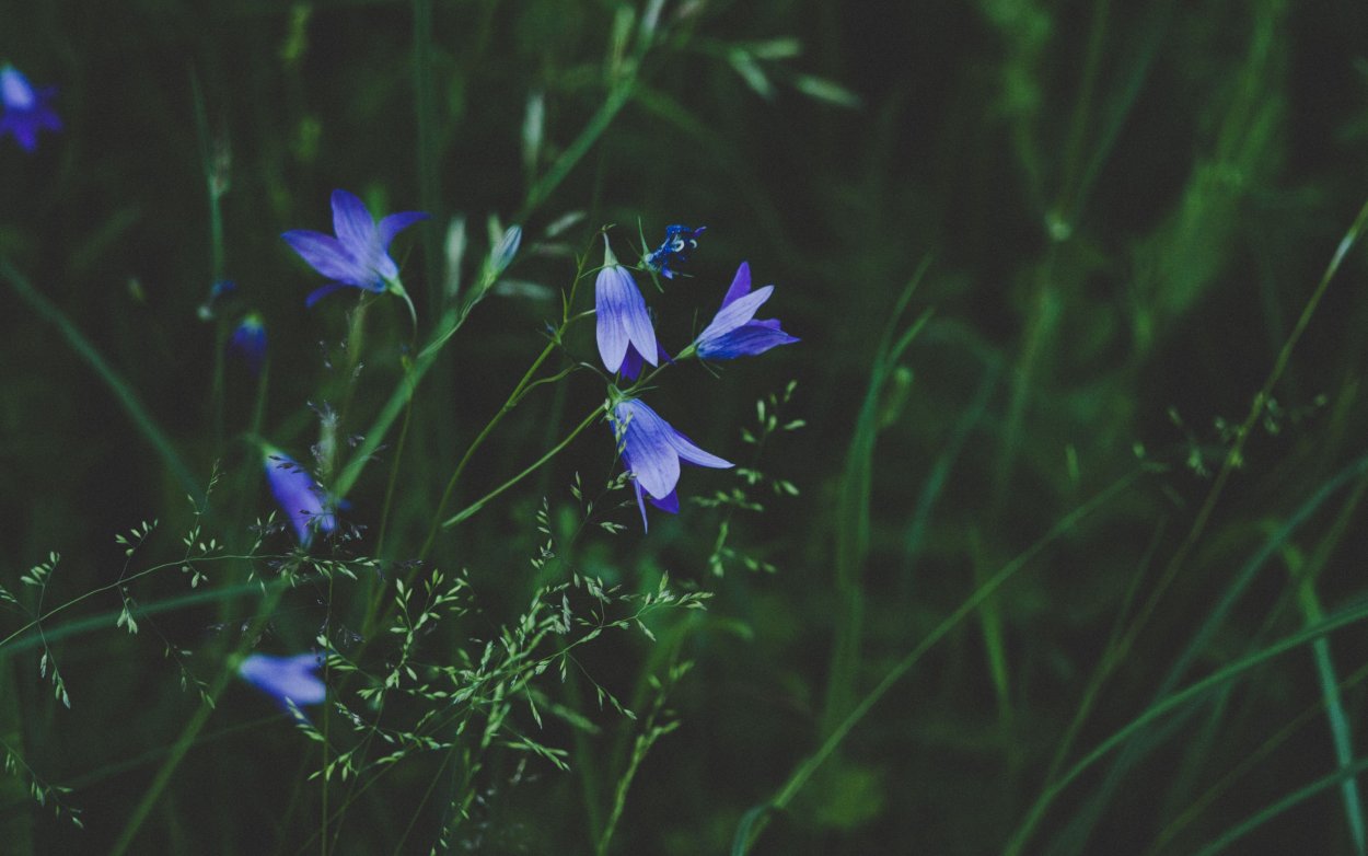 Баптизия Блю индиго