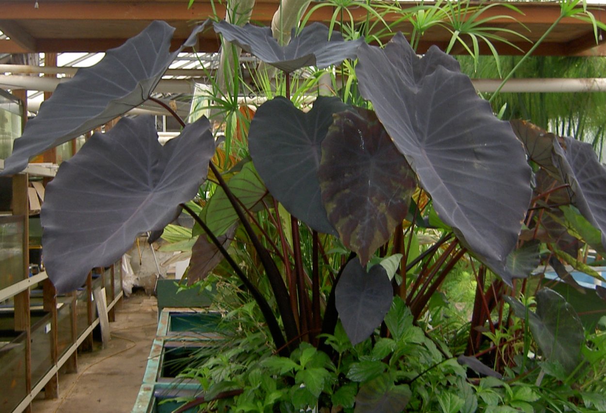 Алоказия Арма