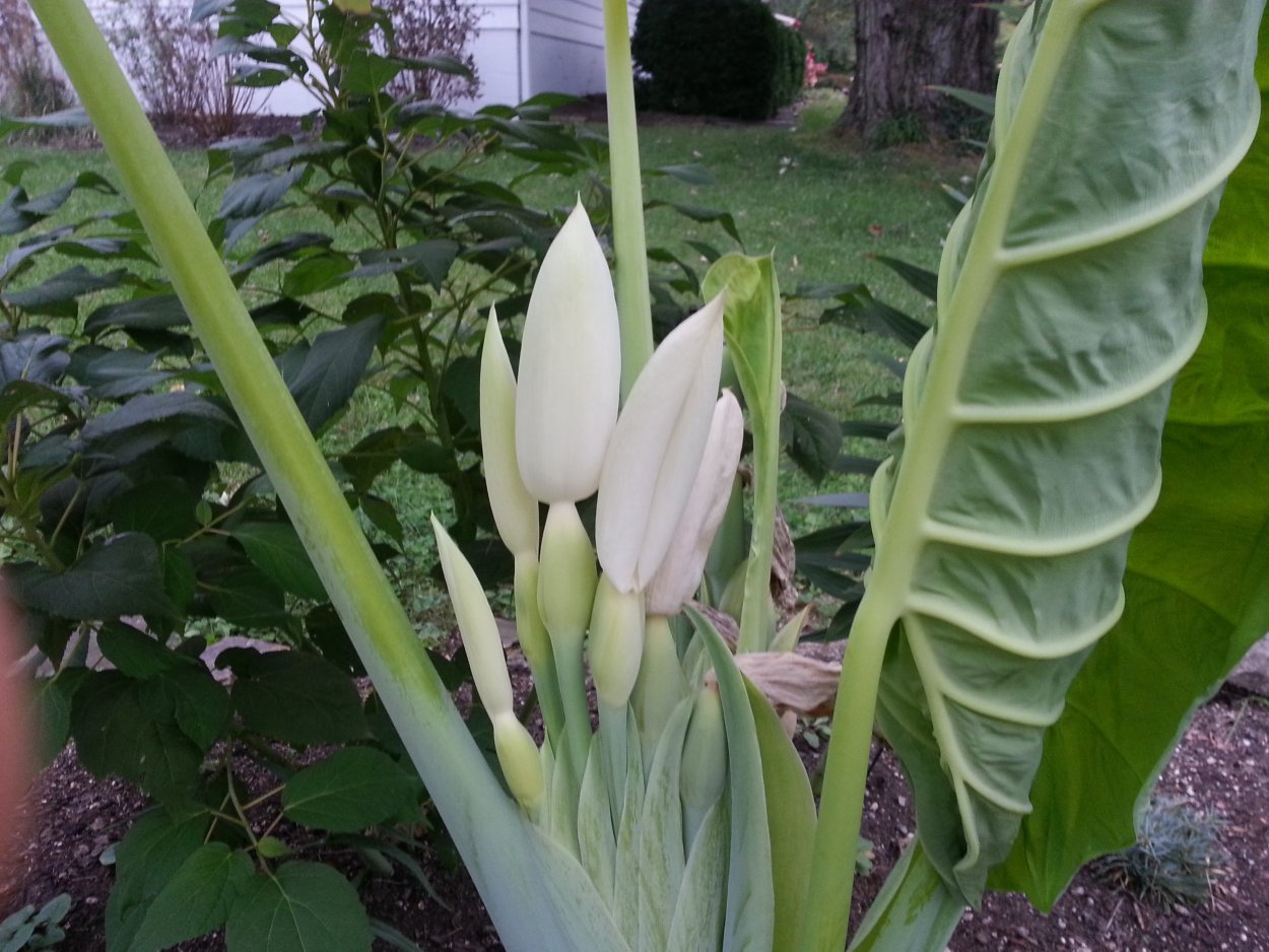 Алоказия Гагеана