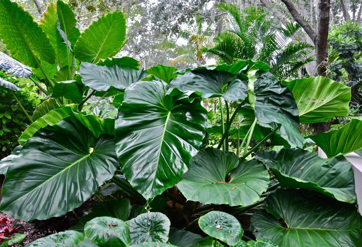 Алоказия Элефант