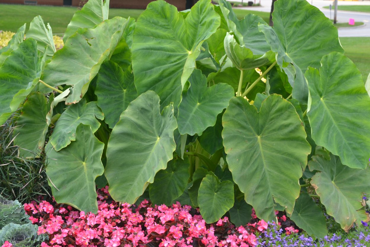 Colocasia esculenta Карл Линней