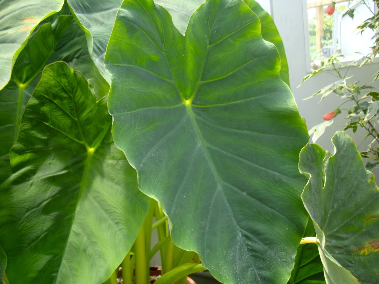 Colocasia esculenta 'Mojito'