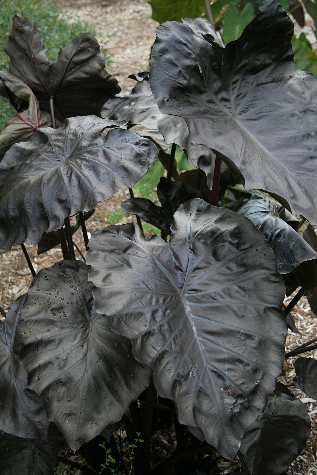 Алоказия Грин гигант