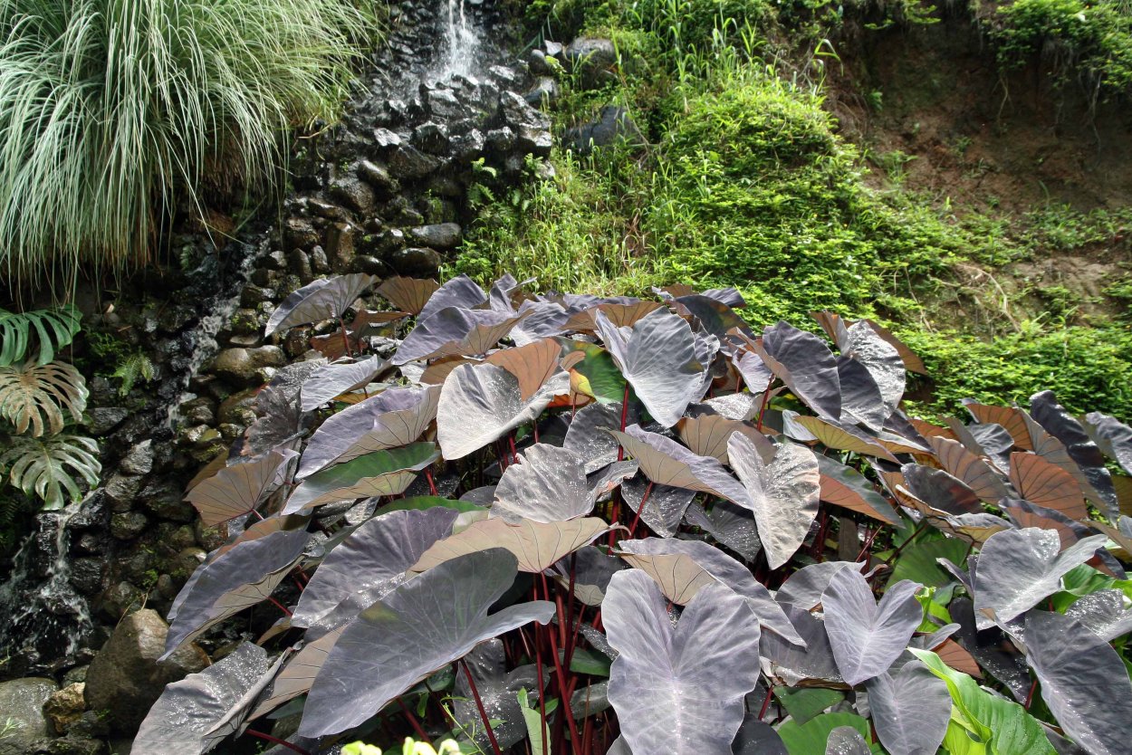 Алоказия с сердцевидными листьями