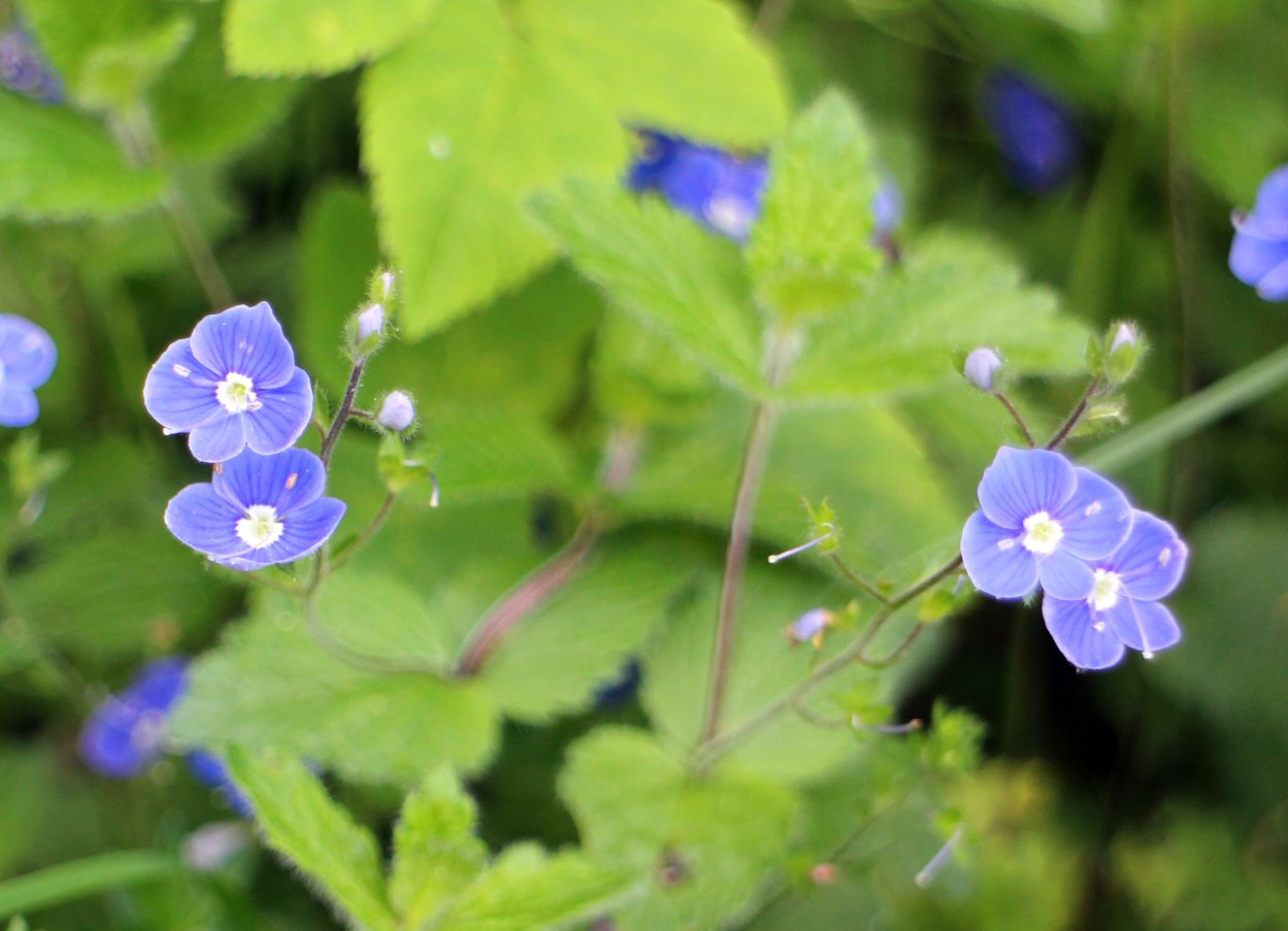 Горечавка синяя