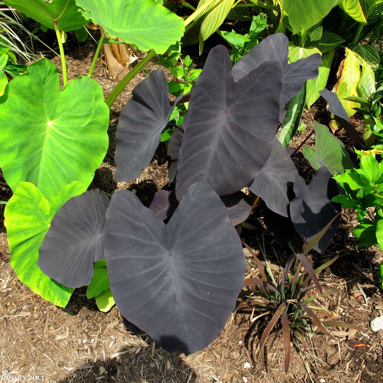 Elephant Plant roots