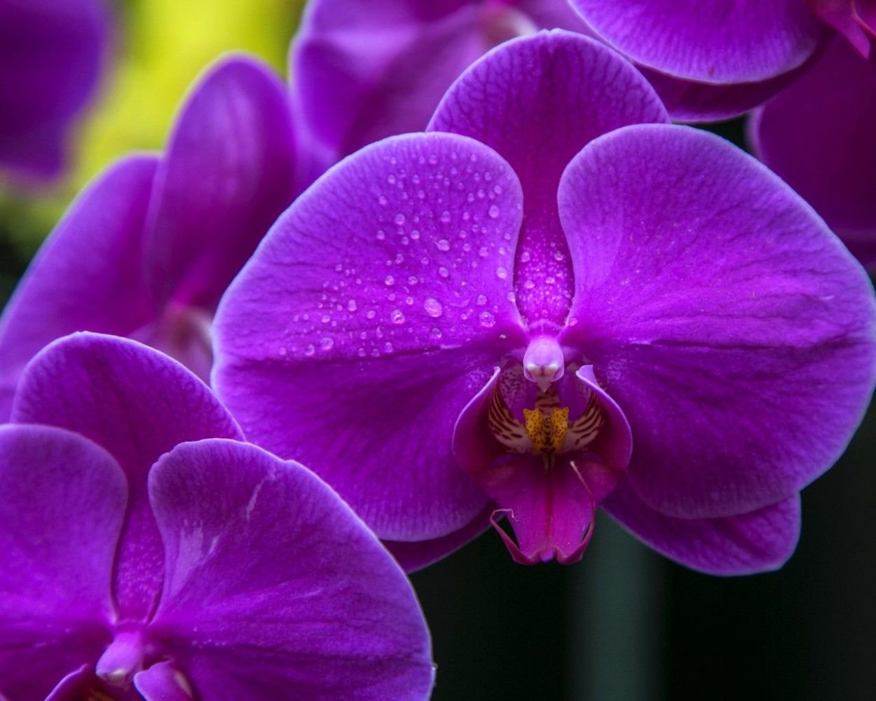 Фаленопсис сиреневый