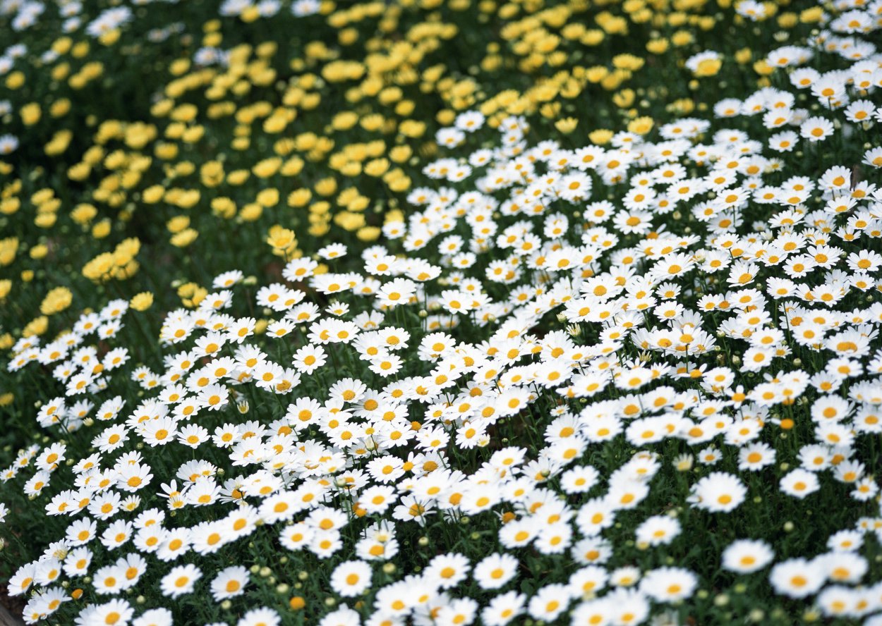 Ромашковое поле сверху