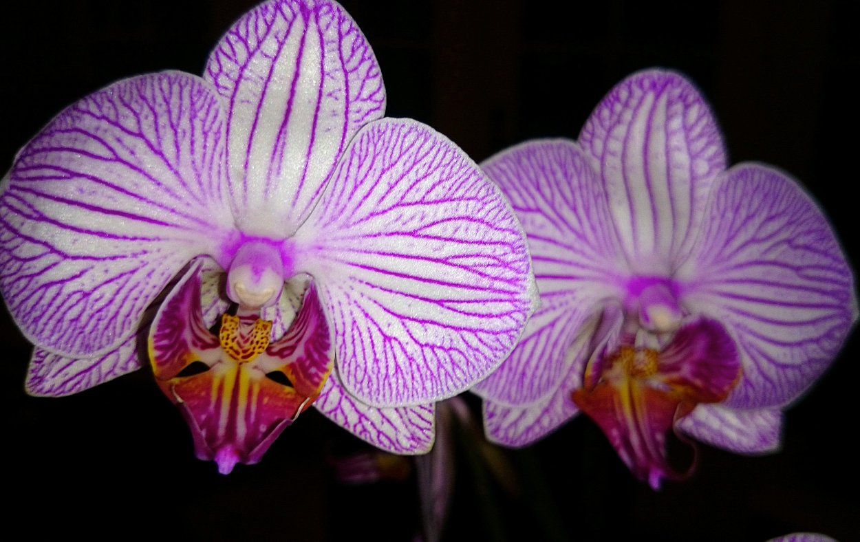 Фаленопсис пурпурная пыль