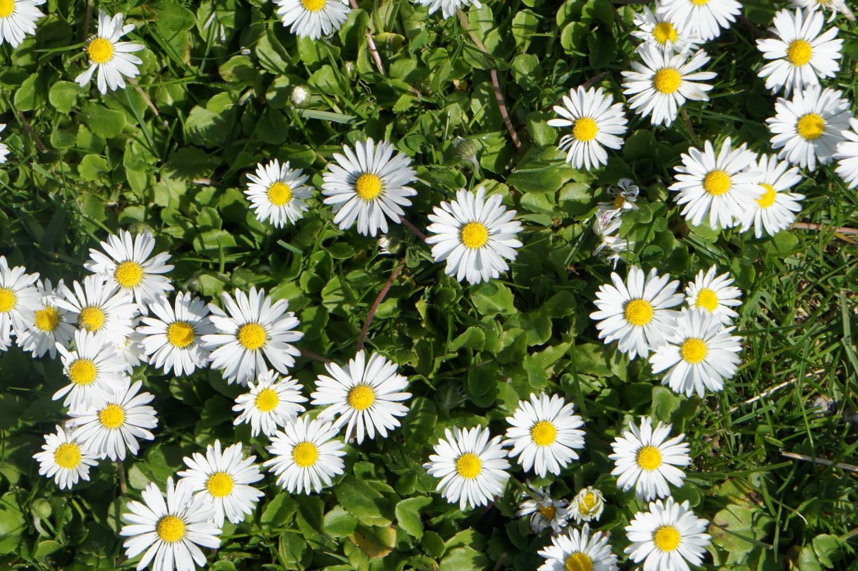 Дикая Астра Ромашковая