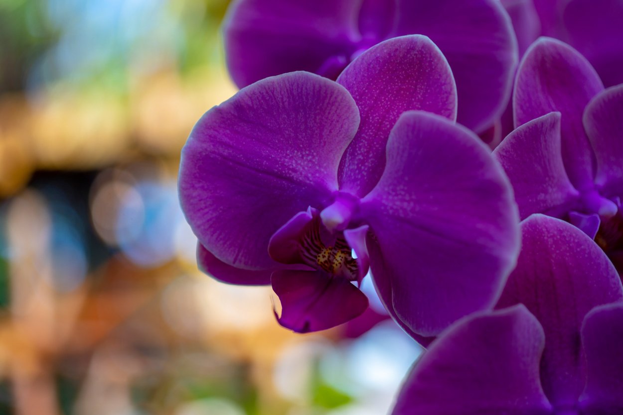 Орхидея фаленопсис Лилак