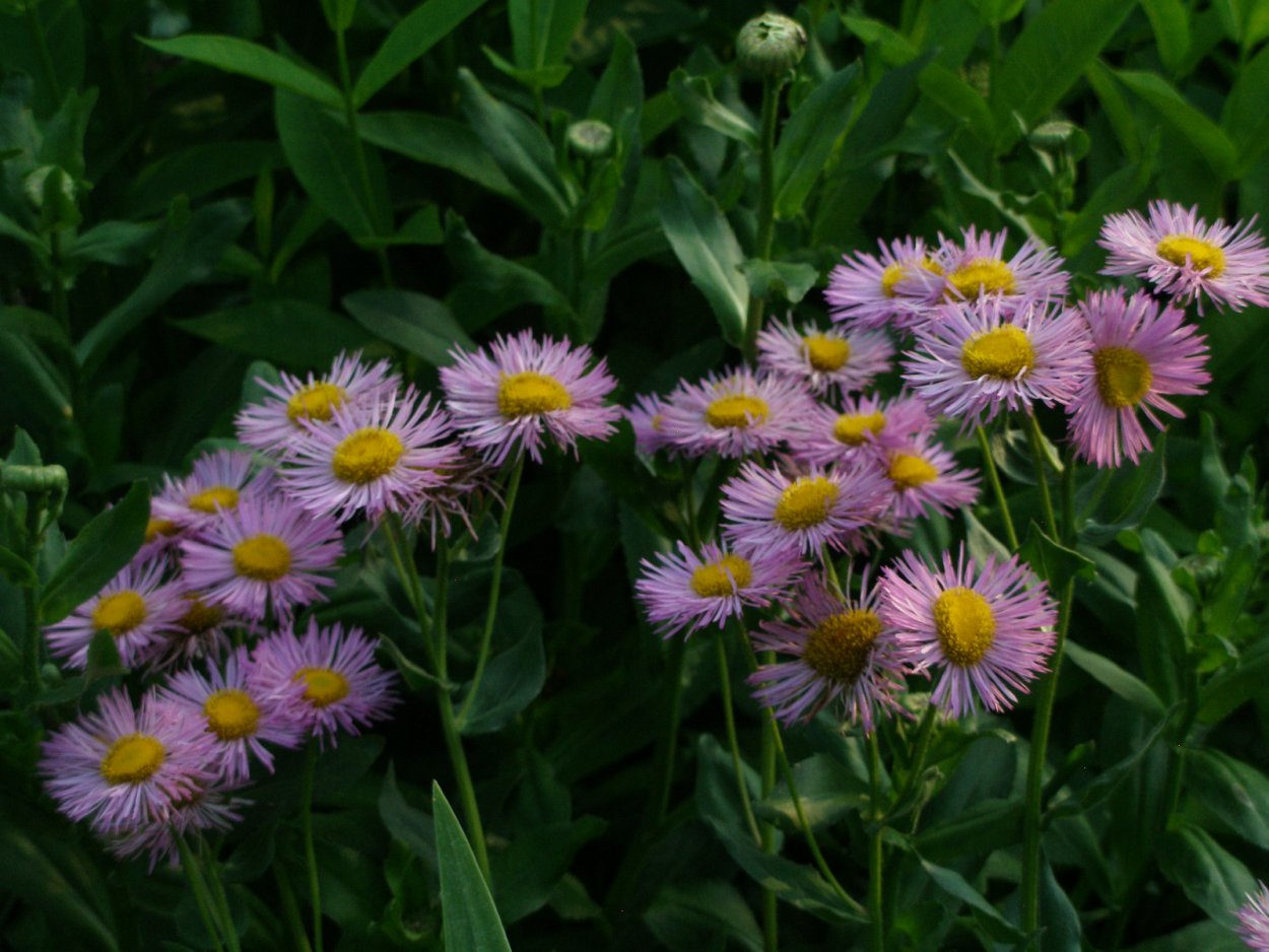 Эригерон мелколепестник