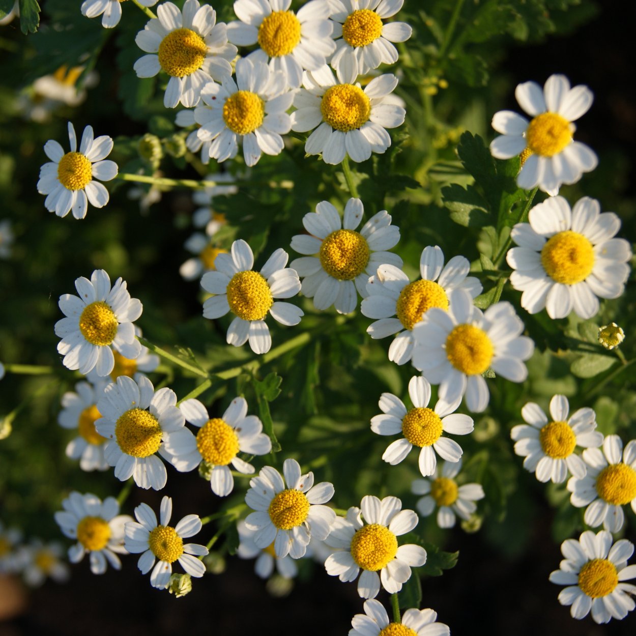 Ромашка матрикария