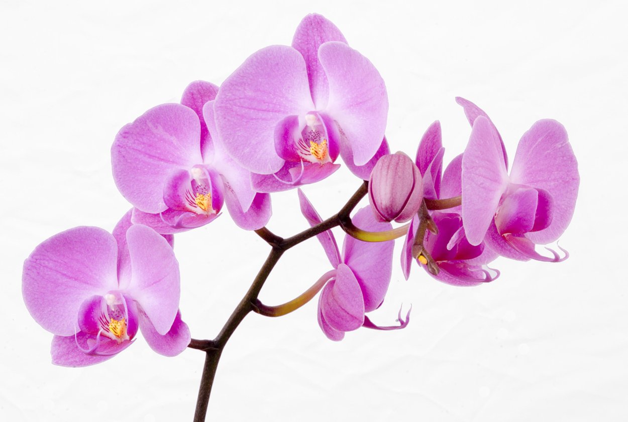 Фаленопсис Phalaenopsis White & Pink