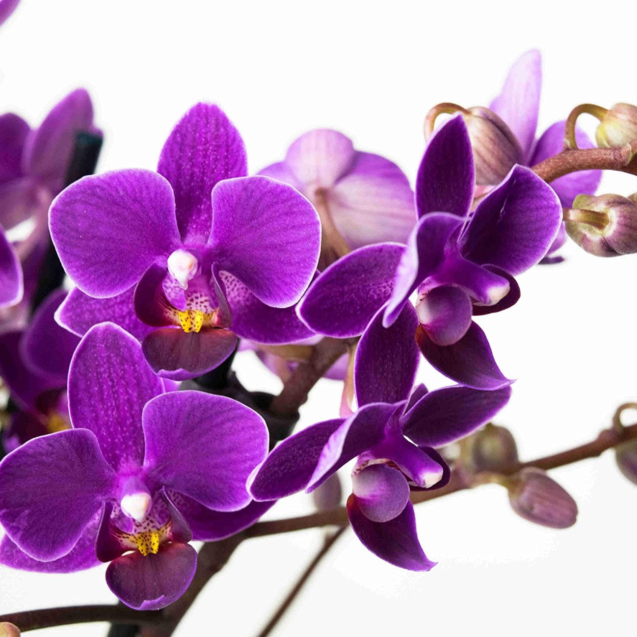 Орхидея мультифлора Виенна