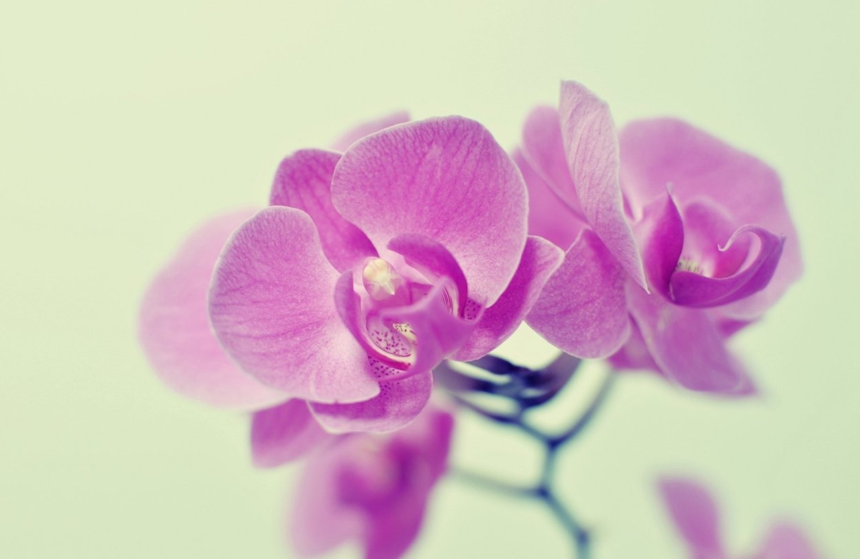 Орхидея фаленопсис Лилак