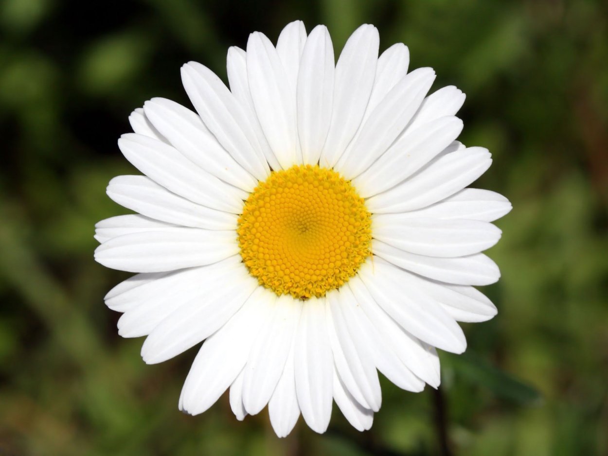 Ромашка цветы