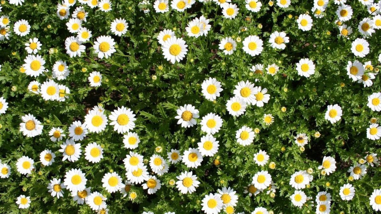 Ромашка многоцветковая