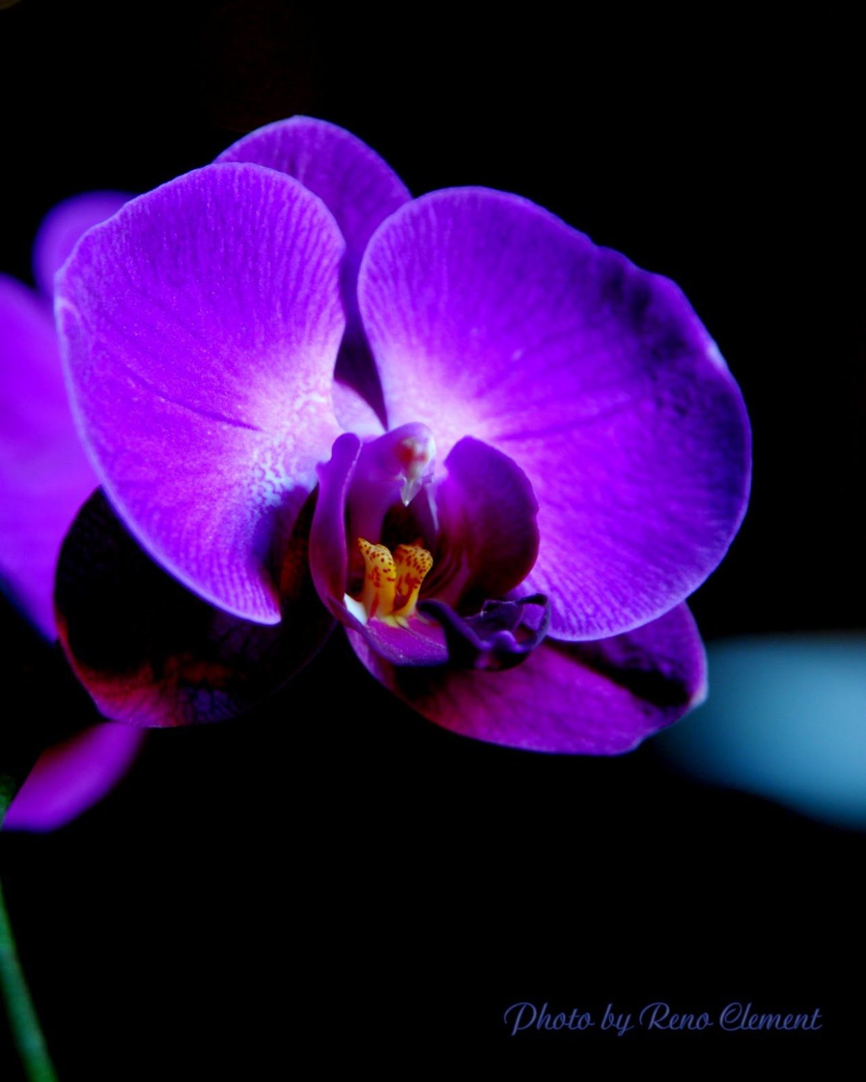 Фаленопсис Королевский пурпурный