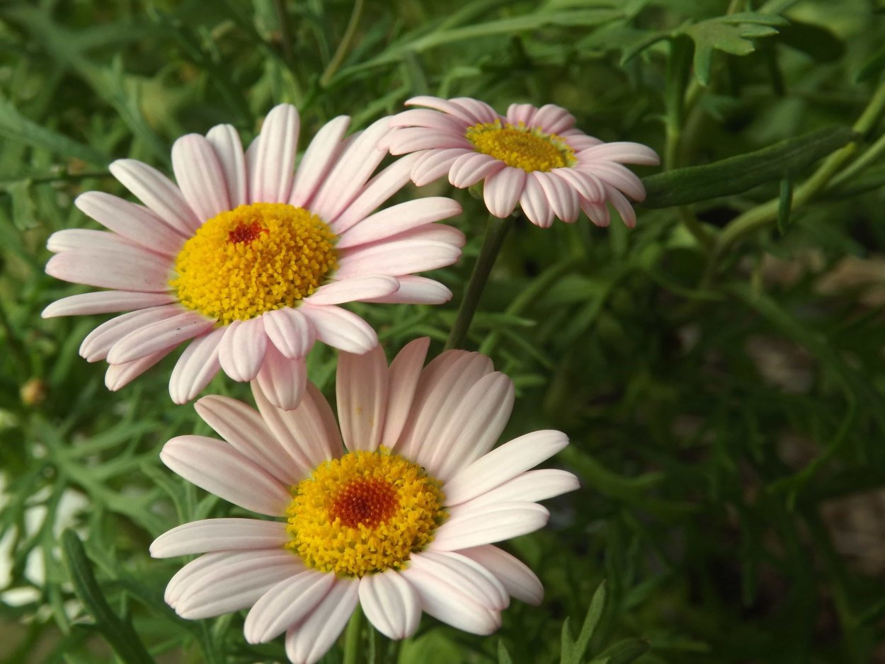 Ромашка поповник Маргаритка