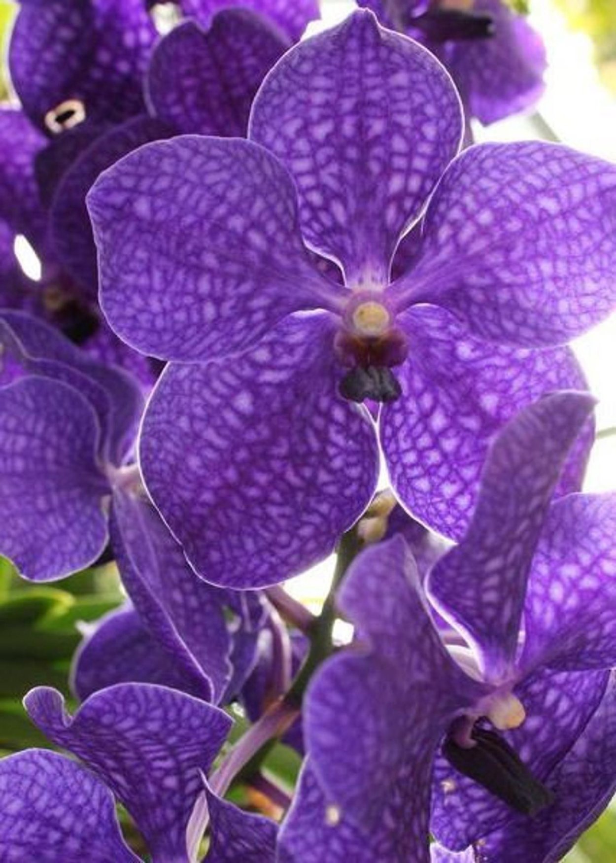 Орхидея Ванда фиолетовая