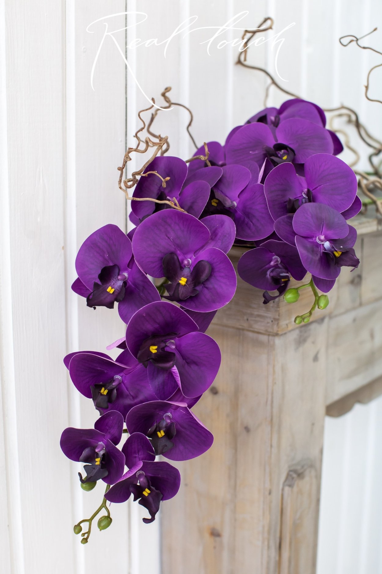 Фаленопсис Violet Stripe