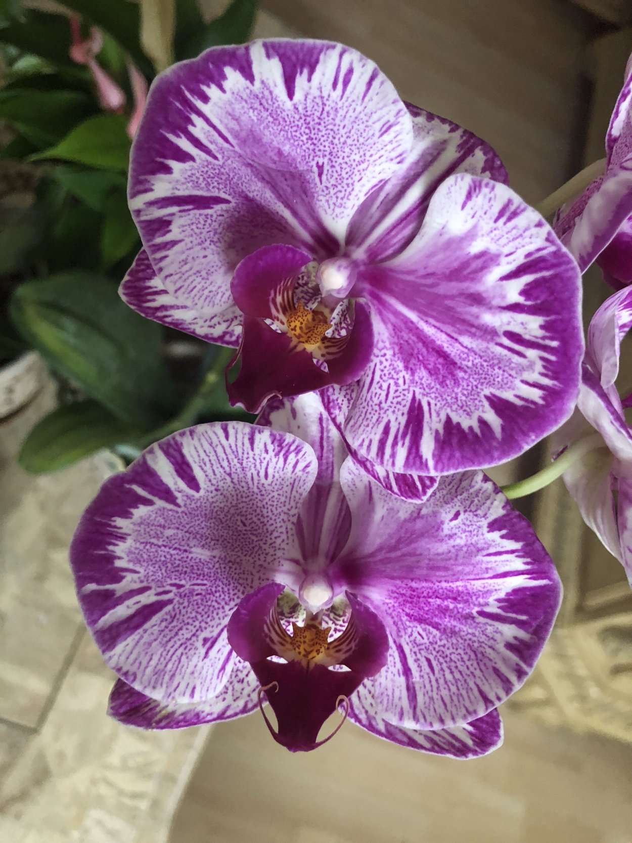 Орхидея Phalaenopsis