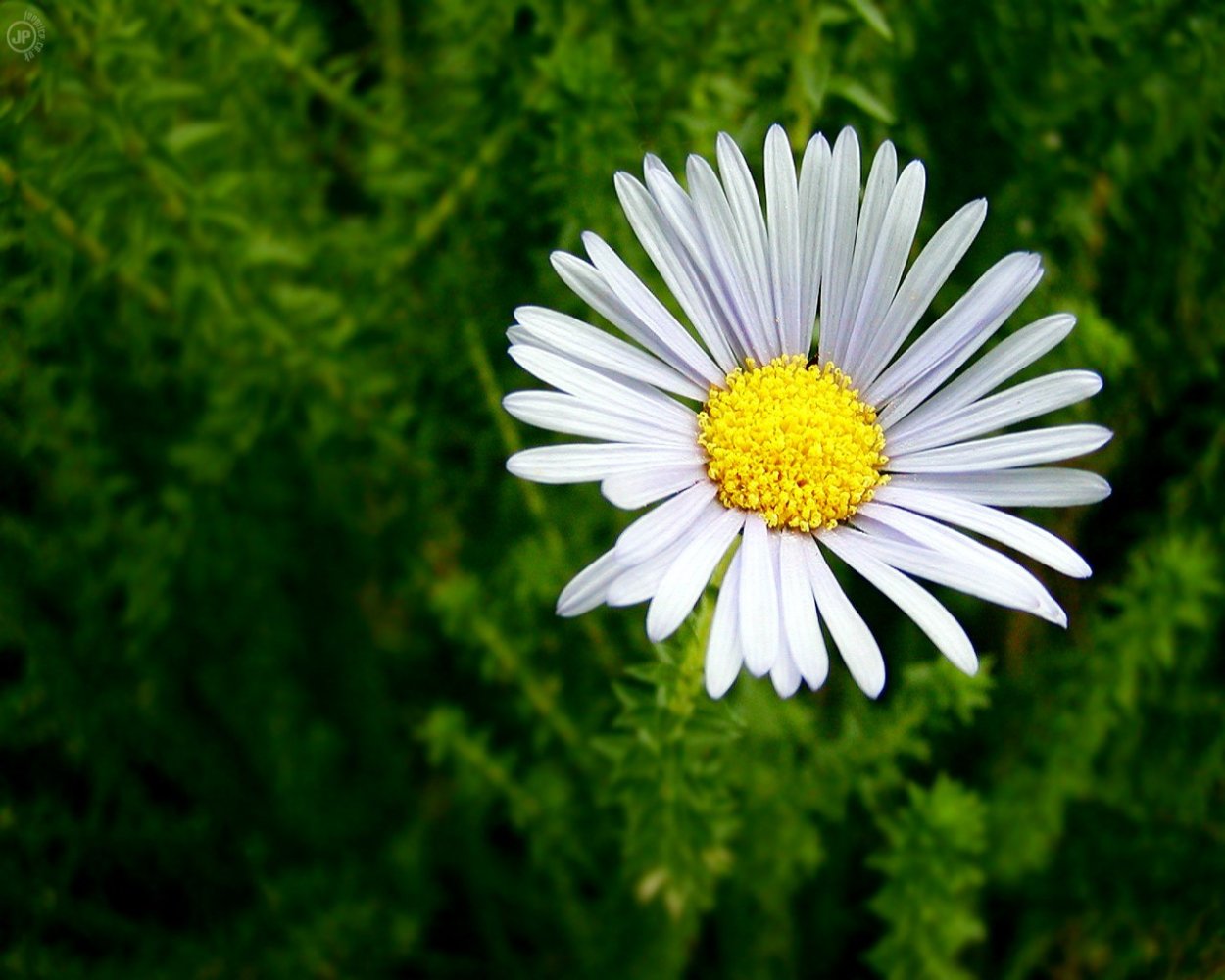 Растение похоже на ромашку