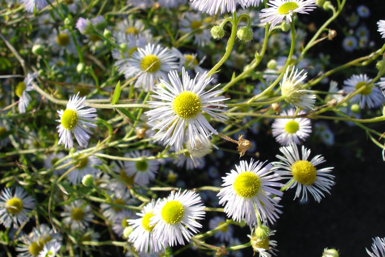 Ромашка белая нивяник Стефания