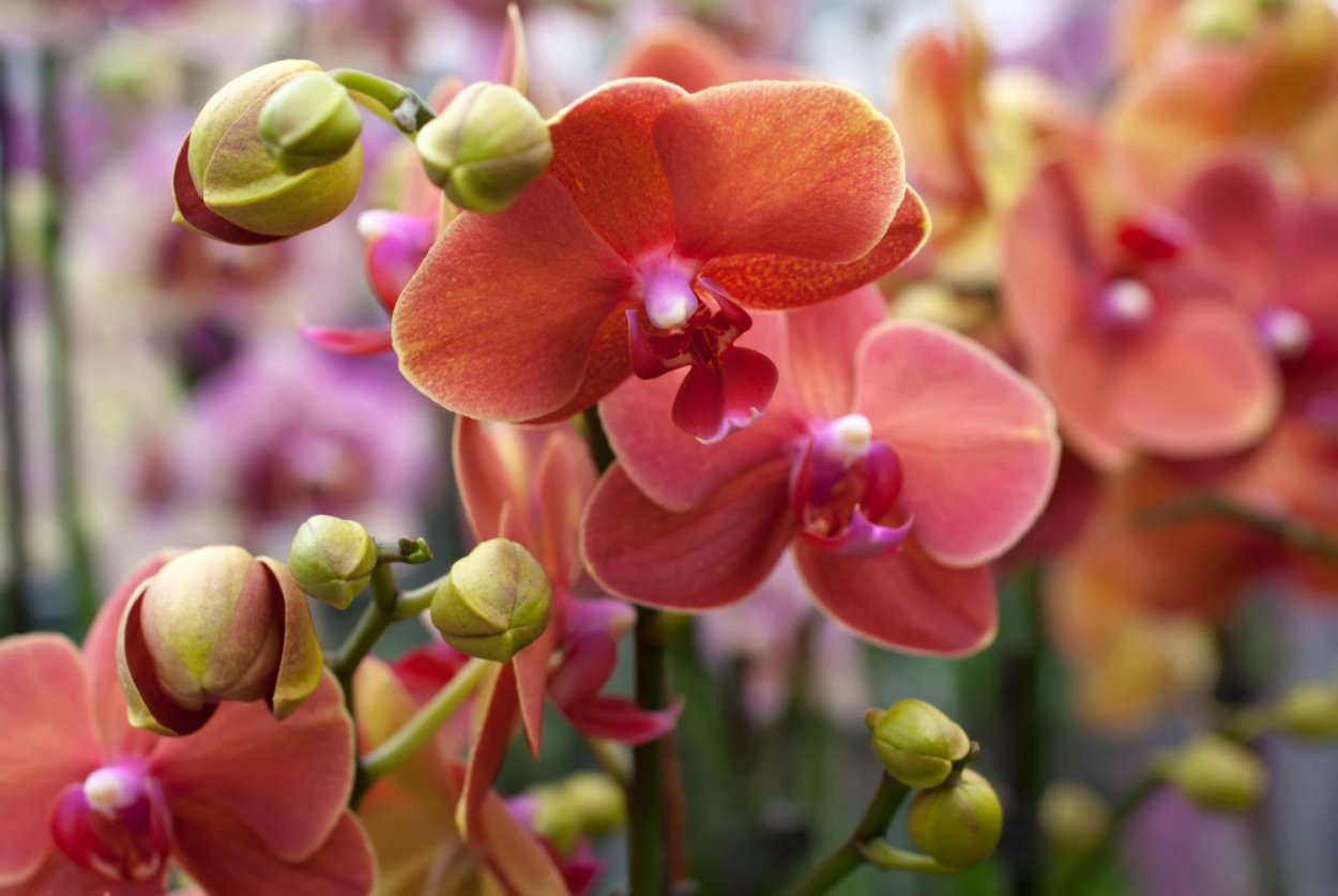 персиковые орхидеи фото