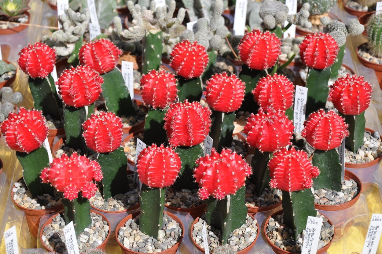 Опунция Кактус красная