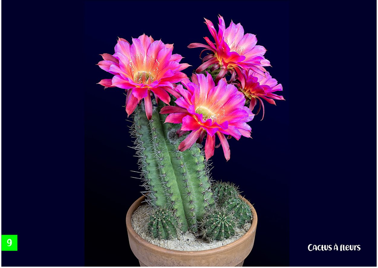 Кактус с красным цветком