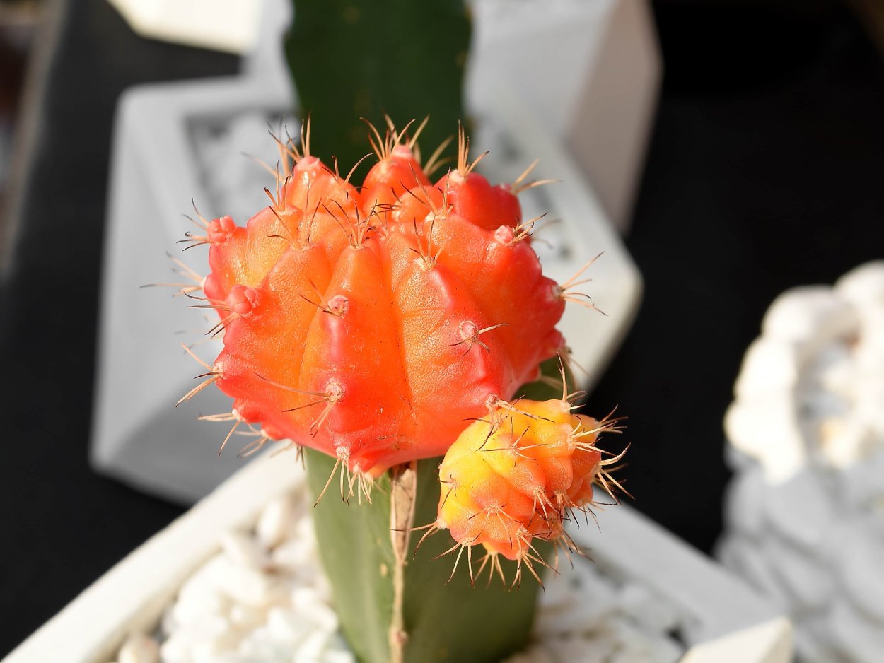 Кактус Гимнокалициум красный