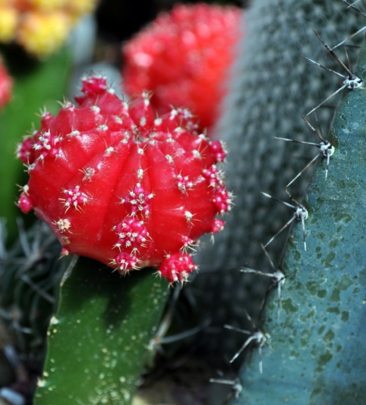 Разноцветные кактусы