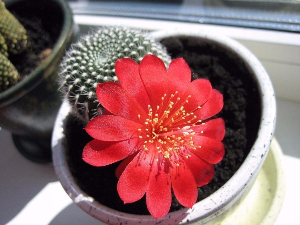 Кактус ventomarme