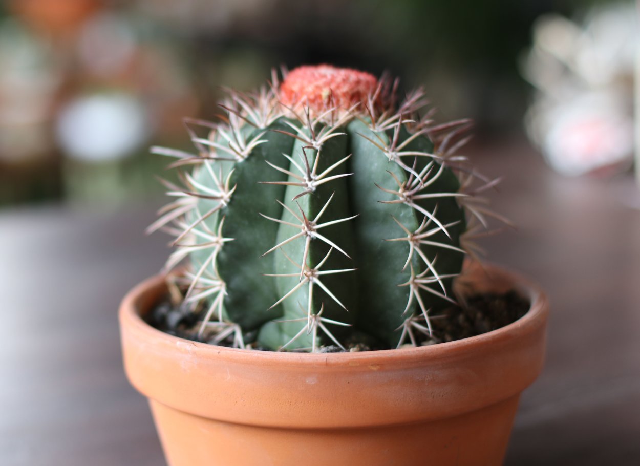 Кактус с подкрашенными иголками