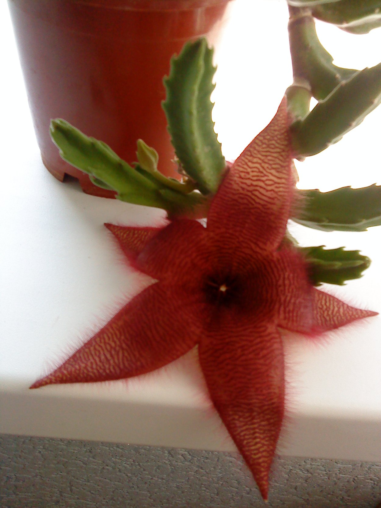 Ребуция senilis