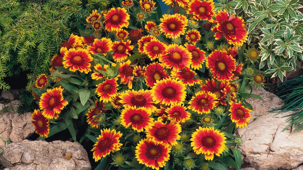 Астра кустарниковая Anneke