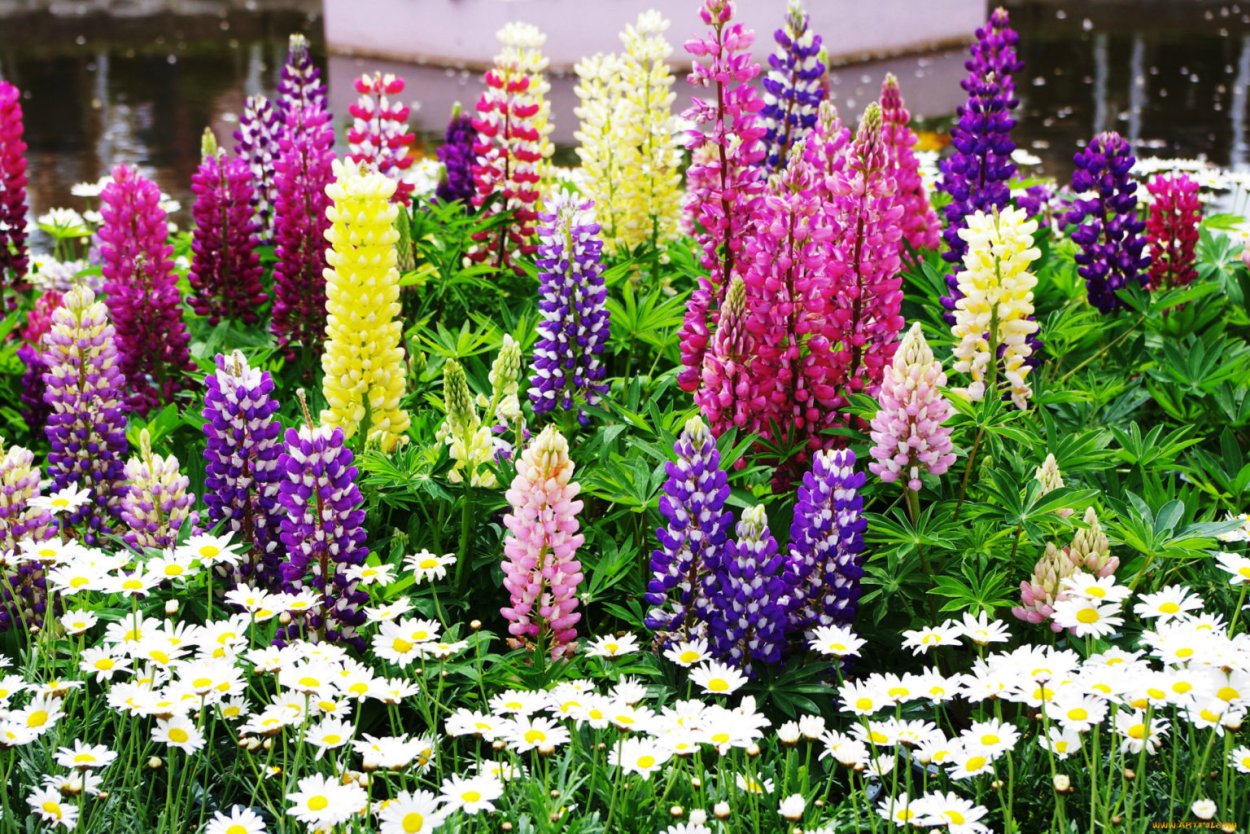 Циния Моника