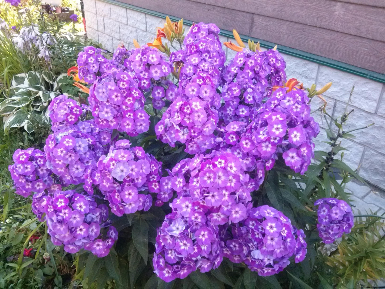 Остеоспермум многолетник