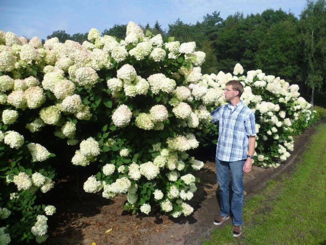 Анемона де Каен микс