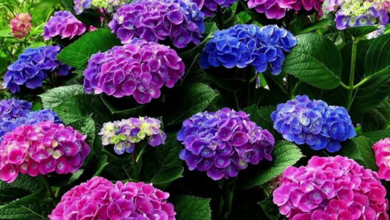 Наперстя́нка ресни́тчата