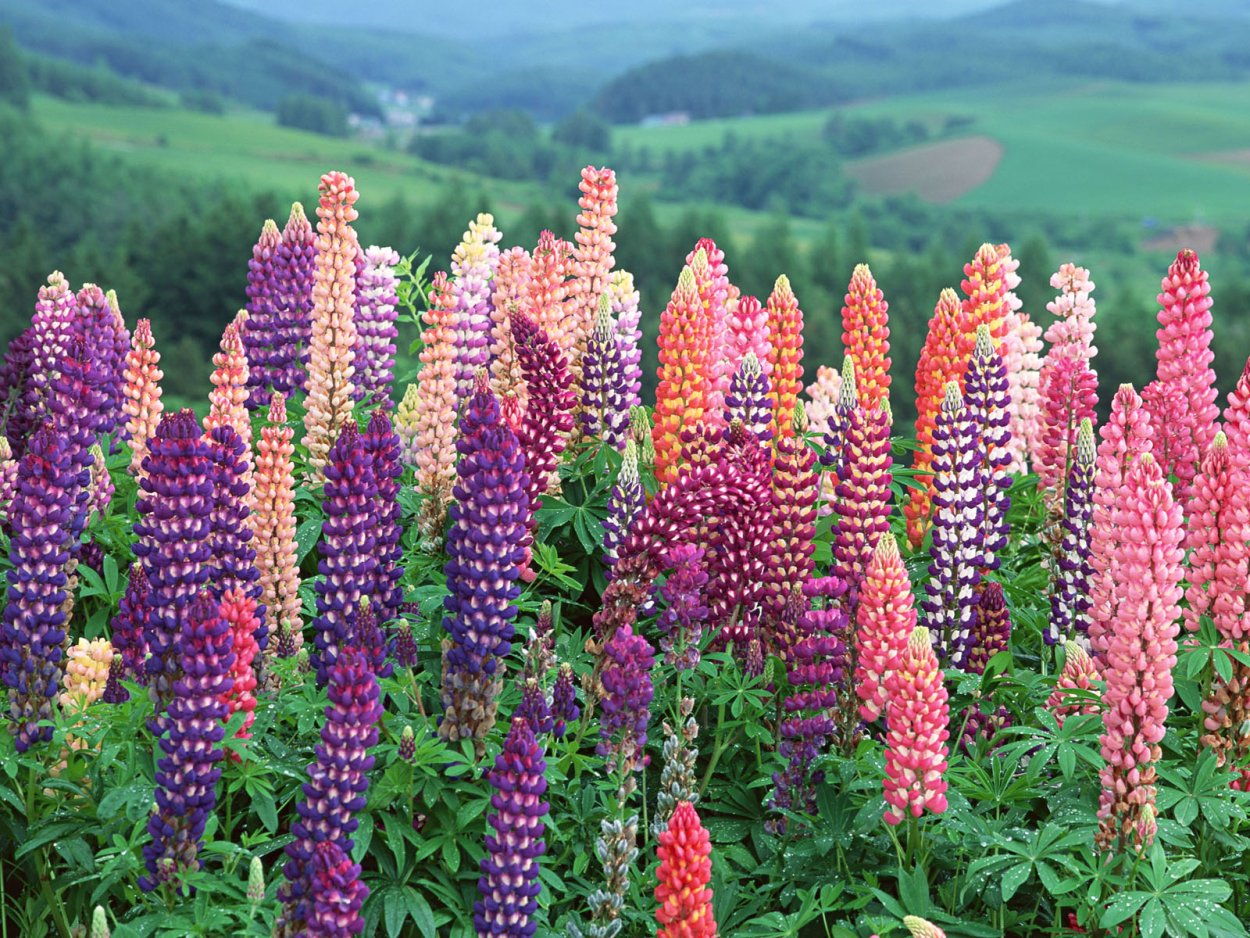 Дерево рододендрон Синтия